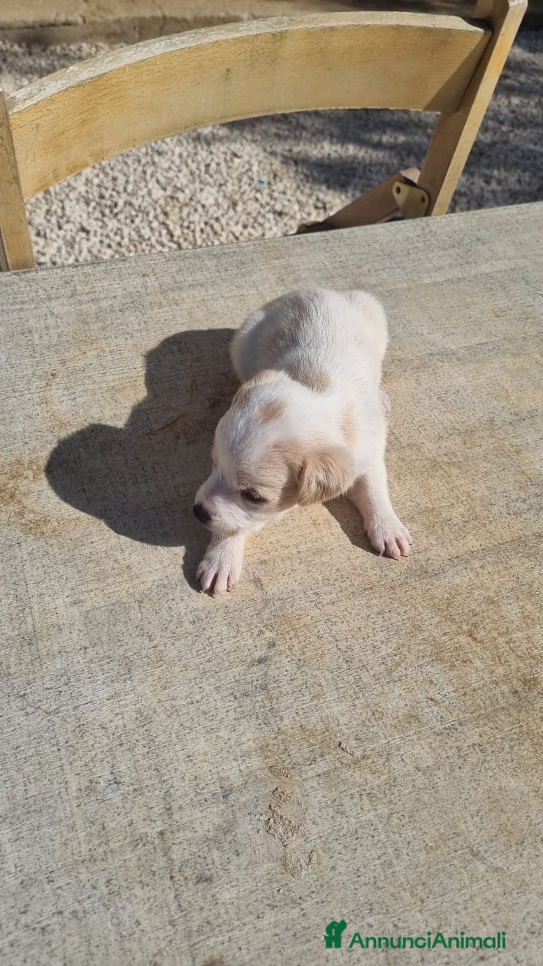 Meticcio cani in vendita: Chiuawa/pincher  a Città metropolitana di Roma Capitale - Immagine 7