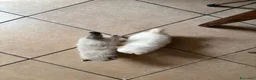 Ragdoll gatti in vendita: Splendidi cuccioli di Ragdoll - Annuncio 11
