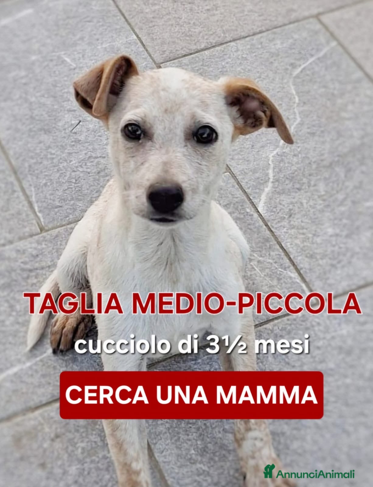 Meticcio cani CUCCIOLO 💙 -di nome e di fatto 🥰, cerca una casa - Annuncio 28