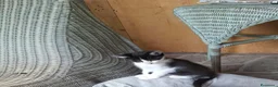 Altre razze gatti in regalo: 2 bellissimi gattini !! - Annuncio 14