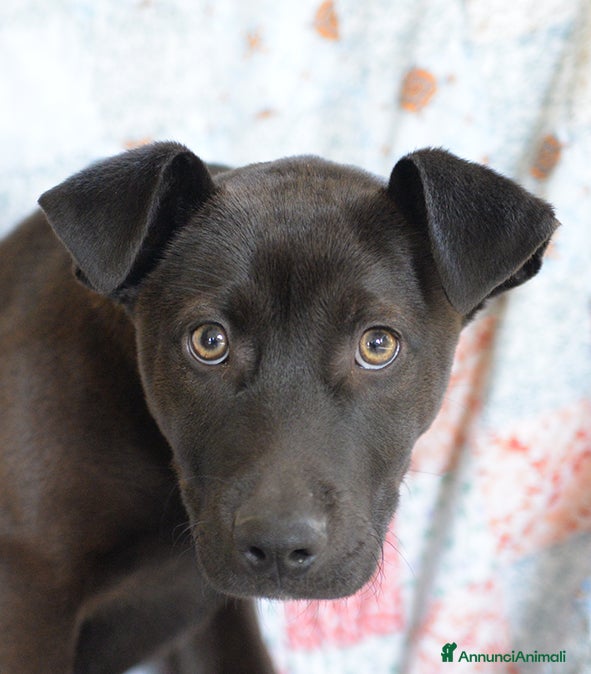 Meticcio cani Ginevra, mix amstaff in adozione - Annuncio 24