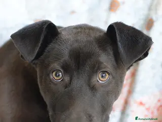 Meticcio cani Ginevra, mix amstaff in adozione - Annuncio 24