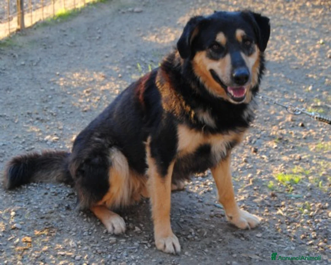 Meticcio cani in regalo: Mix Pastore entrato in canile a 3mesi anni fa HELP a Milano - Annuncio 3