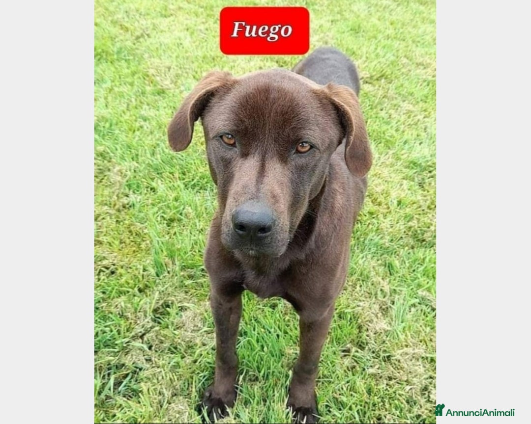Meticcio cani in regalo: Fuego, Cane molossino Maschio color cioccolato a Latina - Annuncio 5