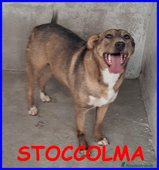 Meticcio cani STOCCOLMA dolce patatona - Annuncio 21