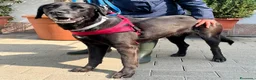 Meticcio cani in regalo: ELIJA LABRADOR - Annuncio 2