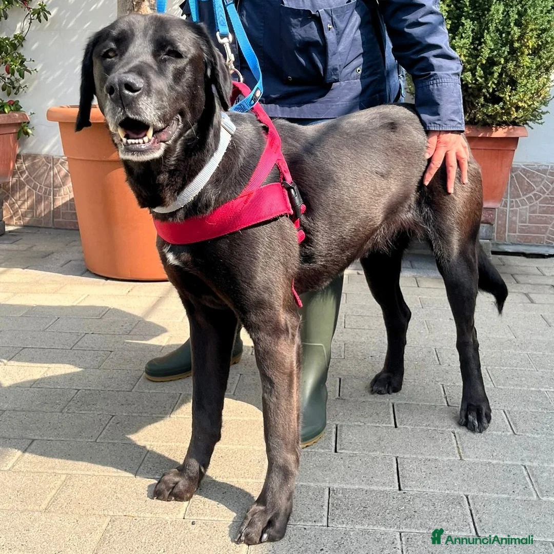 Meticcio cani in regalo: ELIJA LABRADOR - Annuncio 2