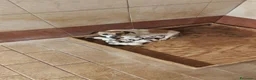 Jack Russell cani in vendita: Jack Russell bianchi aranci pelo liscio - Annuncio 2