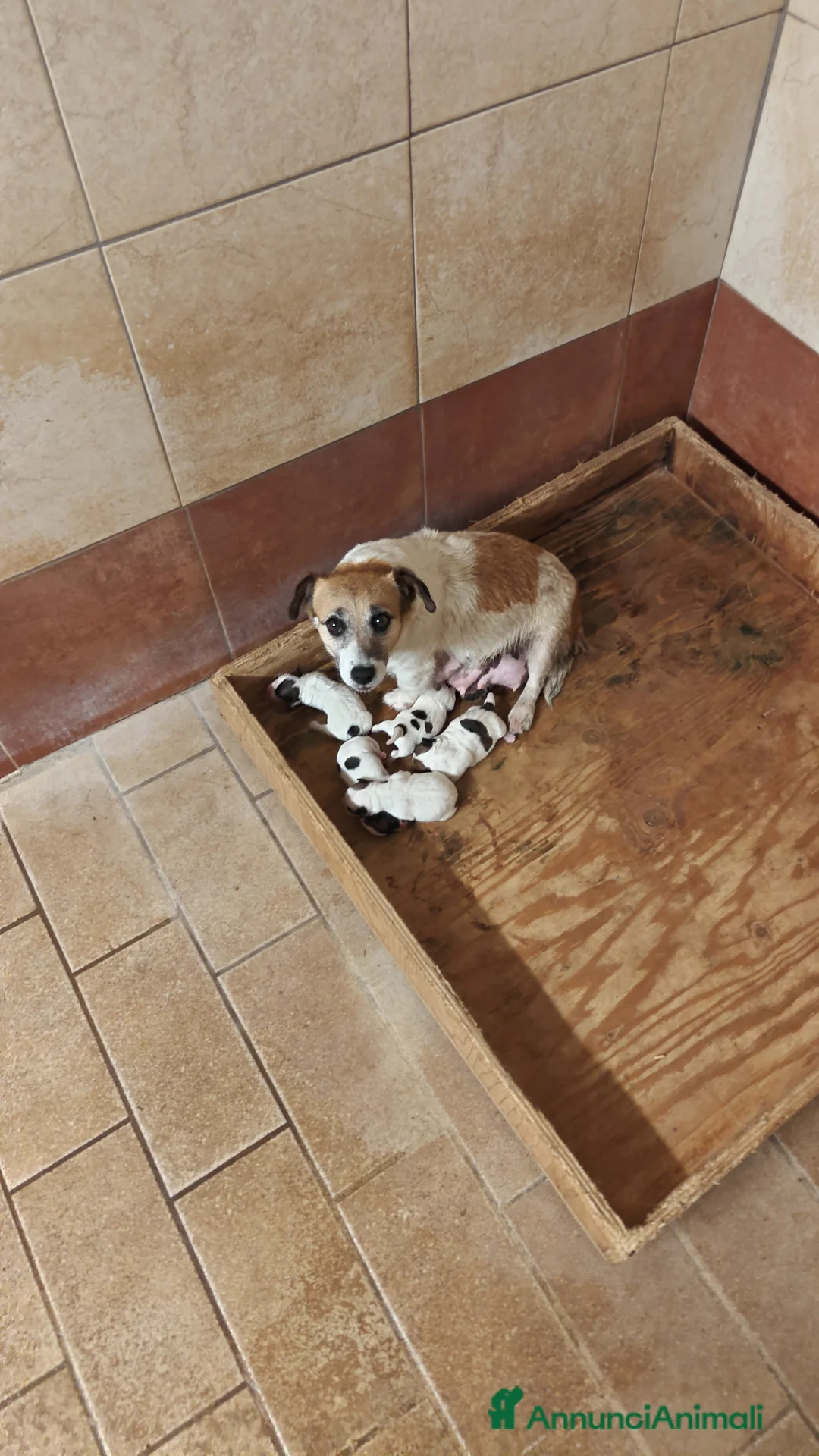 Jack Russell cani in vendita: Jack Russell bianchi aranci pelo liscio - Annuncio 2