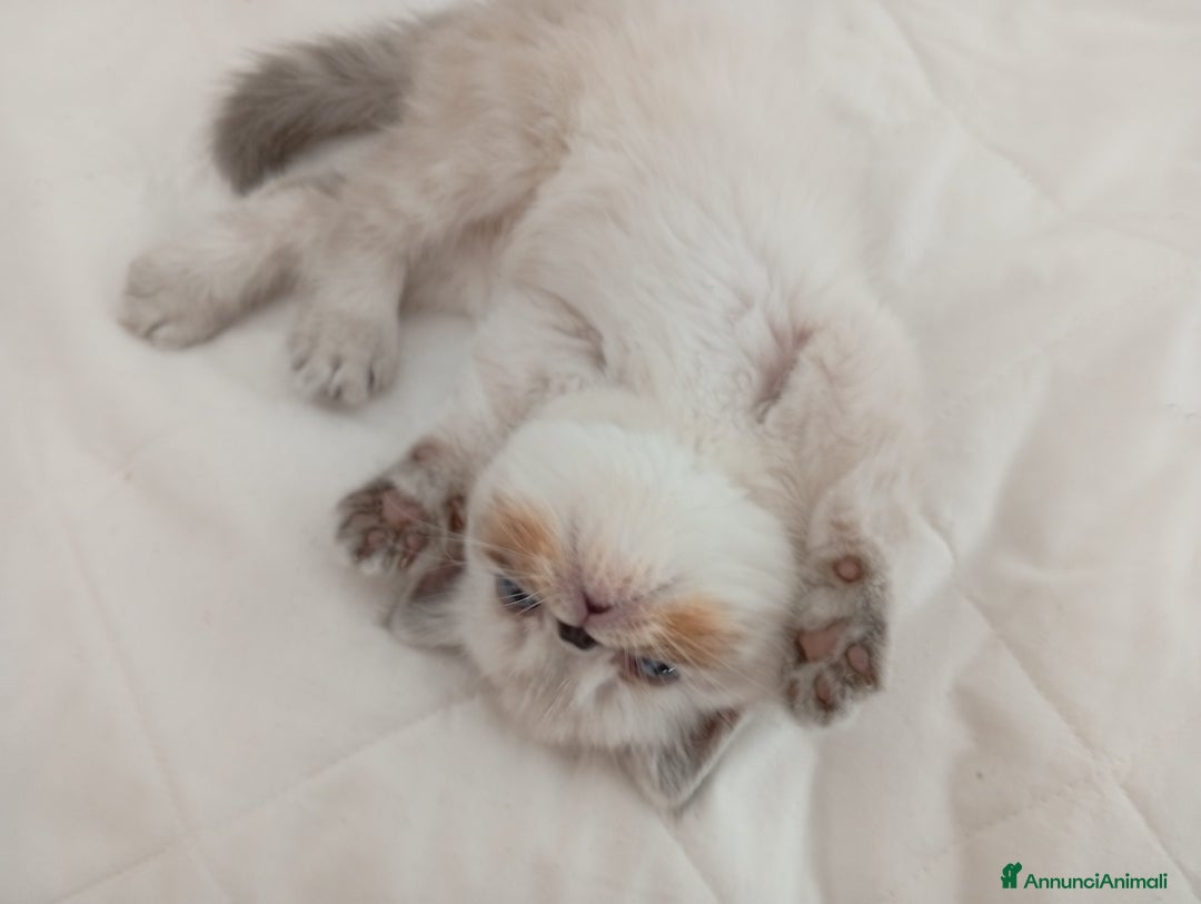 Exotic Shorthair gatti in vendita: Exotic Shorthair  - Annuncio 8