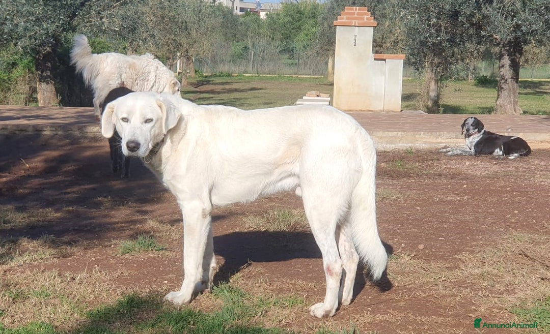 Meticcio cani in regalo: Achille, una nuvola bianca a Pomezia - Annuncio 3