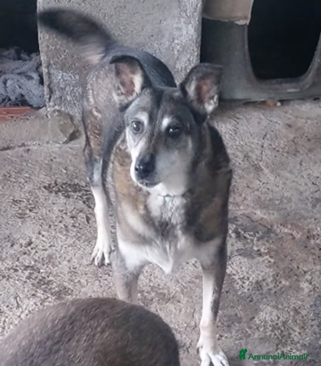 Meticcio cani in regalo: ADOZIONI DEL CUORE: Lally, Bella e balla - Annuncio 1