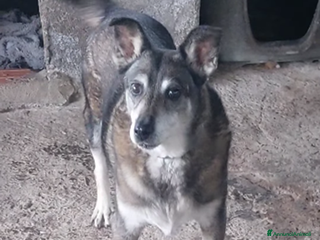 Meticcio cani ADOZIONI DEL CUORE: Lally, Bella e balla - Annuncio 9