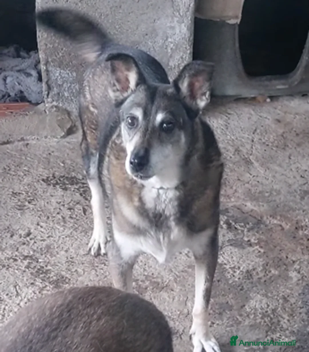 Meticcio cani in regalo: ADOZIONI DEL CUORE: Lally, Bella e balla - Annuncio 1