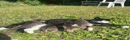 Meticcio gatti in regalo: regalo due bellissimi gattini di due mesi  - Annuncio 2