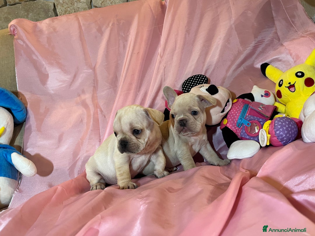 Bulldog Francese cani in vendita: Cuccioli bulldog francese esotico - Annuncio 7