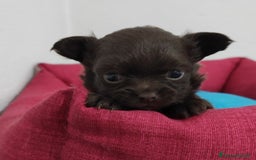 Chihuahua cani in vendita: Cuccioli di chihuahua a pelo lungo - Immagine 9