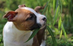 American Staffordshire cani in vendita: Disponibili ancora solo 3 maschietti!!! a Provincia di Varese - Immagine 5