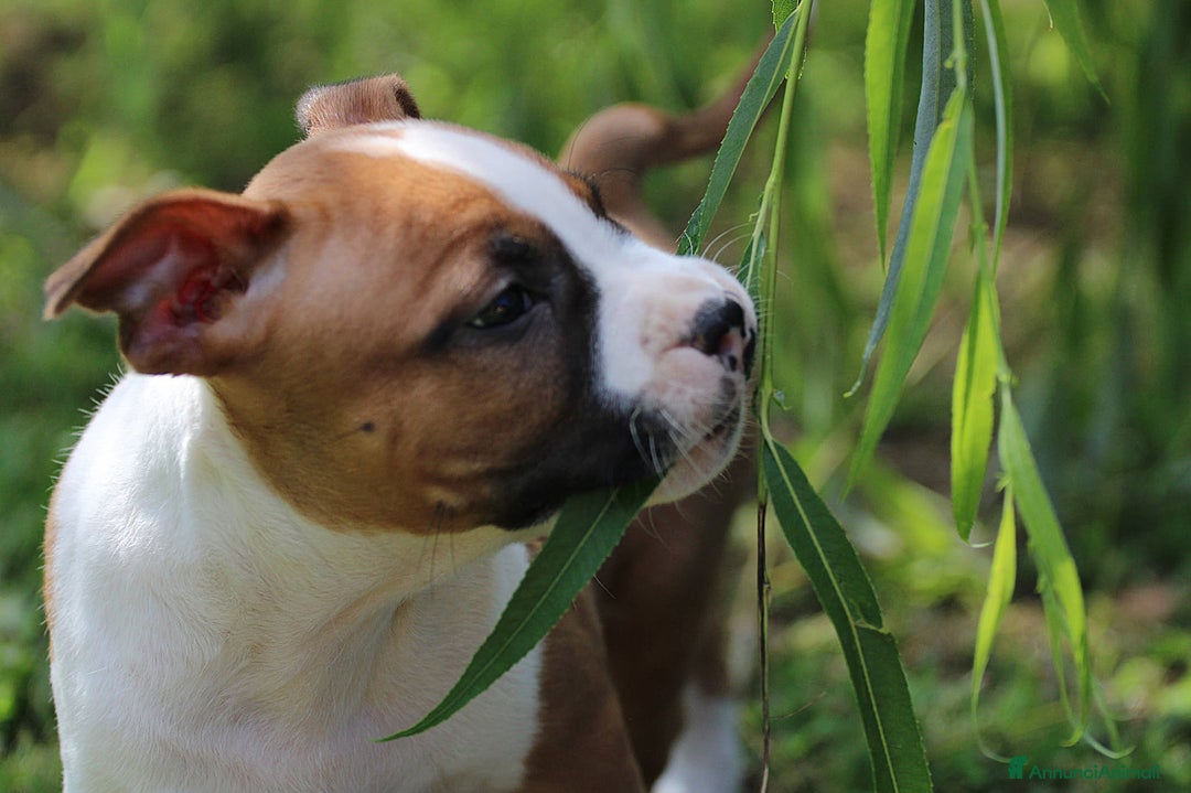 American Staffordshire cani in vendita: Disponibili ancora solo 3 maschietti!!! a Provincia di Varese - Immagine 5