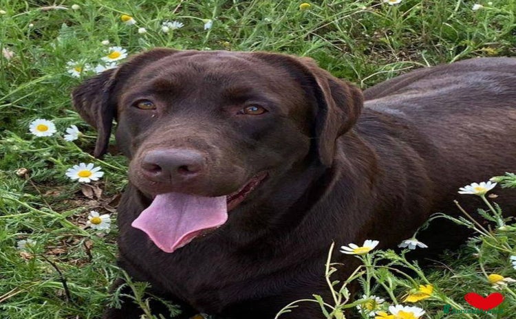 Labrador cani a Provincia di Latina - Annuncio 6