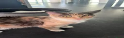Maine Coon gatti in vendita: Cucciolo di Maine coon femmina  a Città Metropolitana di Napoli - Annuncio 1