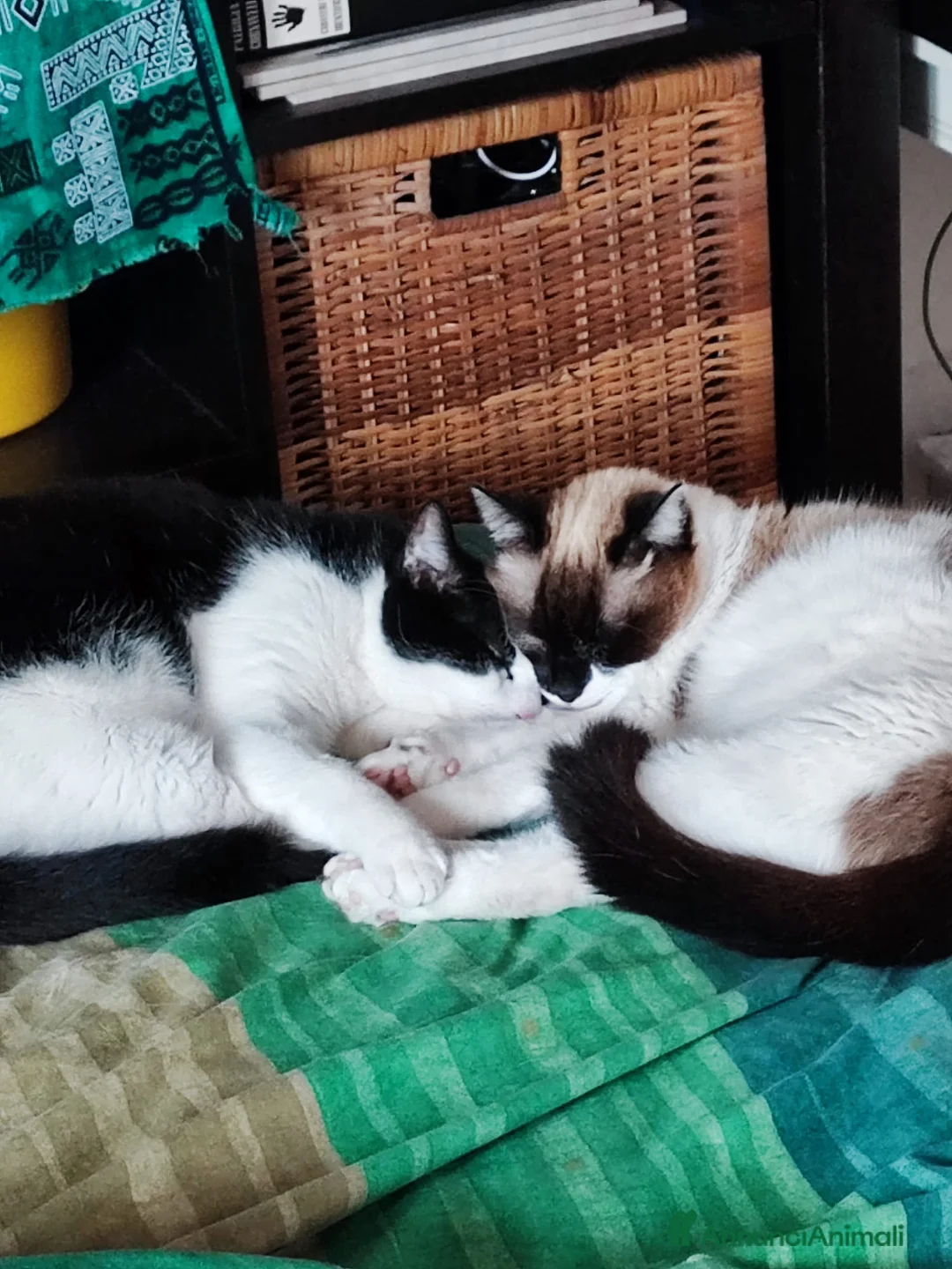 Europeo gatti in regalo: Coppia di gatti fratello/sorella, sterilizzati - Annuncio 2