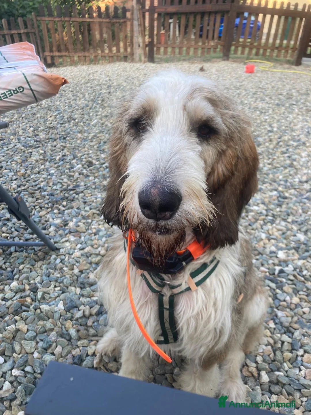 Meticcio cani in regalo: Oscar a Provincia di Biella - Annuncio 1