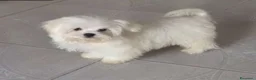 Maltipoo cani in vendita: CUCCIOLI MALTESE E MALTIPOO a Provincia di Pavia - Annuncio 5