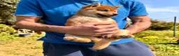 Shiba Inu cani in vendita: Shiba Inu Cucciola con pedigree  - Annuncio 7