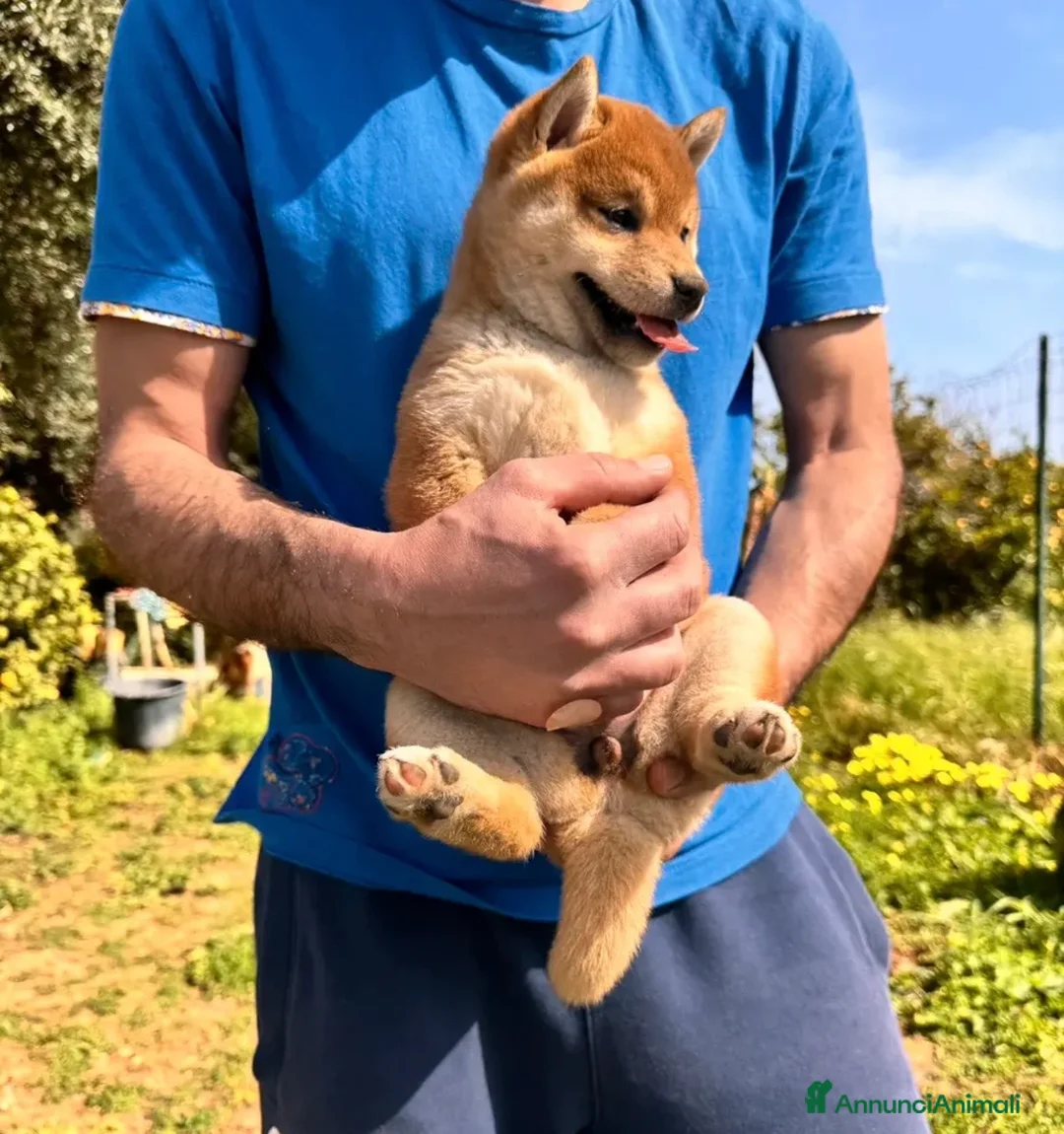 Shiba Inu cani in vendita: Shiba Inu Cucciola con pedigree  - Annuncio 7