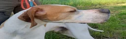 Pointer cani in vendita: Pointer inglese cuccioli altissima genealogia  a Provincia di Lodi - Annuncio 4