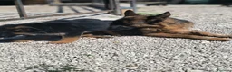 Pastore Tedesco cani in vendita: CUCCIOLI D PASTORE TEDESCO - Annuncio 2