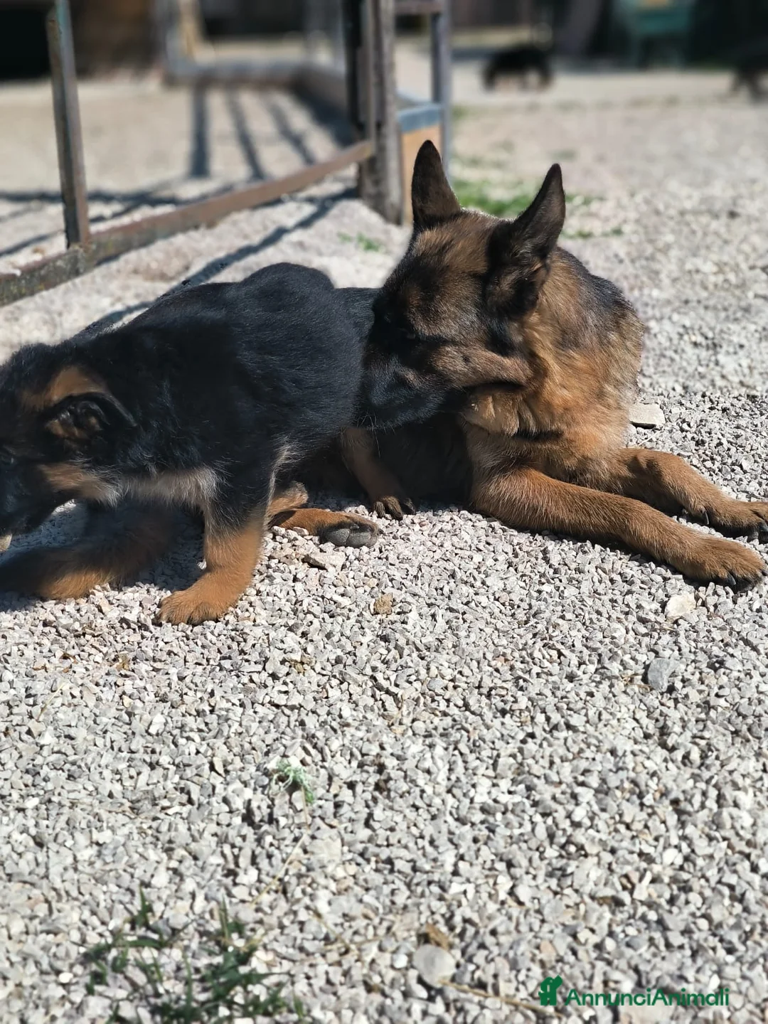 Pastore Tedesco cani in vendita: CUCCIOLI D PASTORE TEDESCO - Annuncio 2