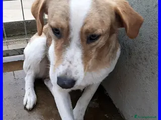 Meticcio cani ROSE dolce patatina tg media - Annuncio 19