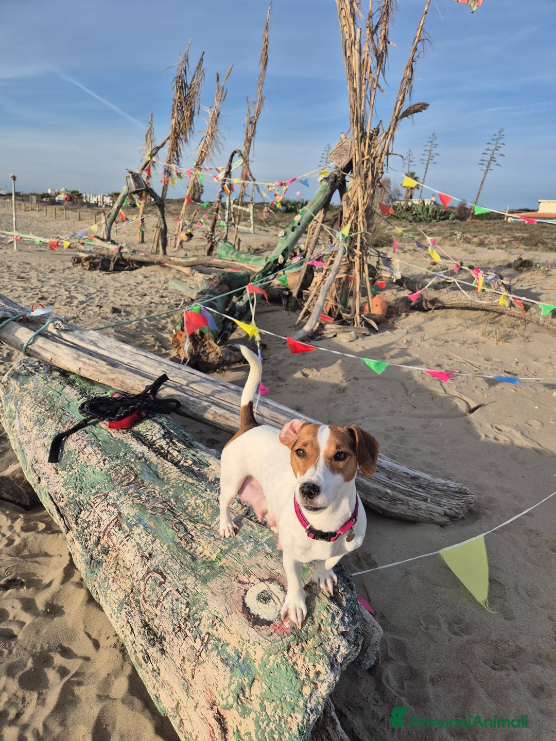 Jack Russell cani in vendita: Jack russell - Annuncio 10