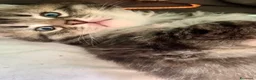 Siberiano gatti in vendita: Gattini siberiani stupendi  - Annuncio 5