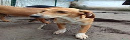 Segugio dell'Appennino cani in regalo: MUSA mix segugetta taglia medio piccola - Annuncio 9