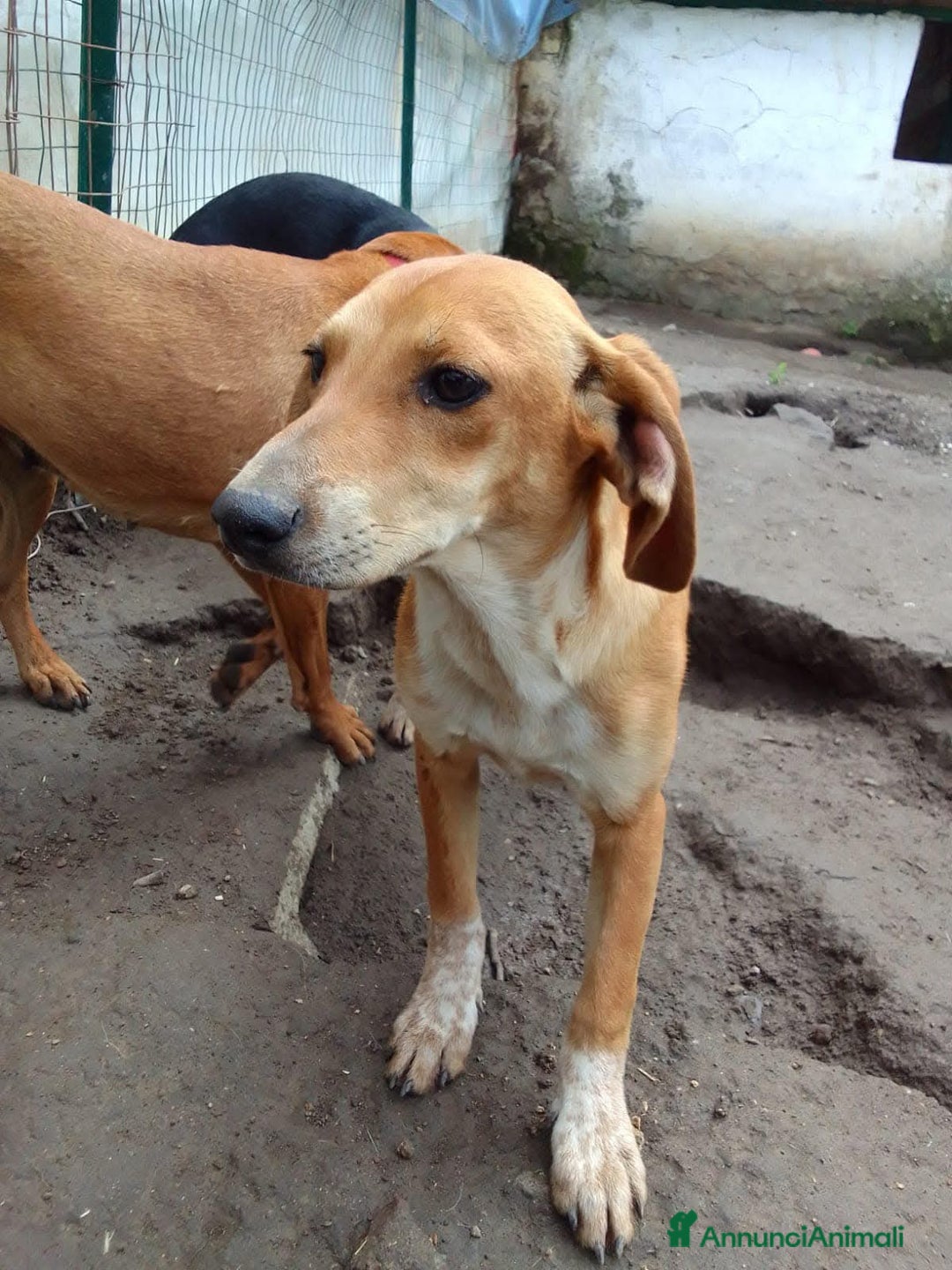 Segugio dell'Appennino cani in regalo: MUSA mix segugetta taglia medio piccola - Annuncio 9