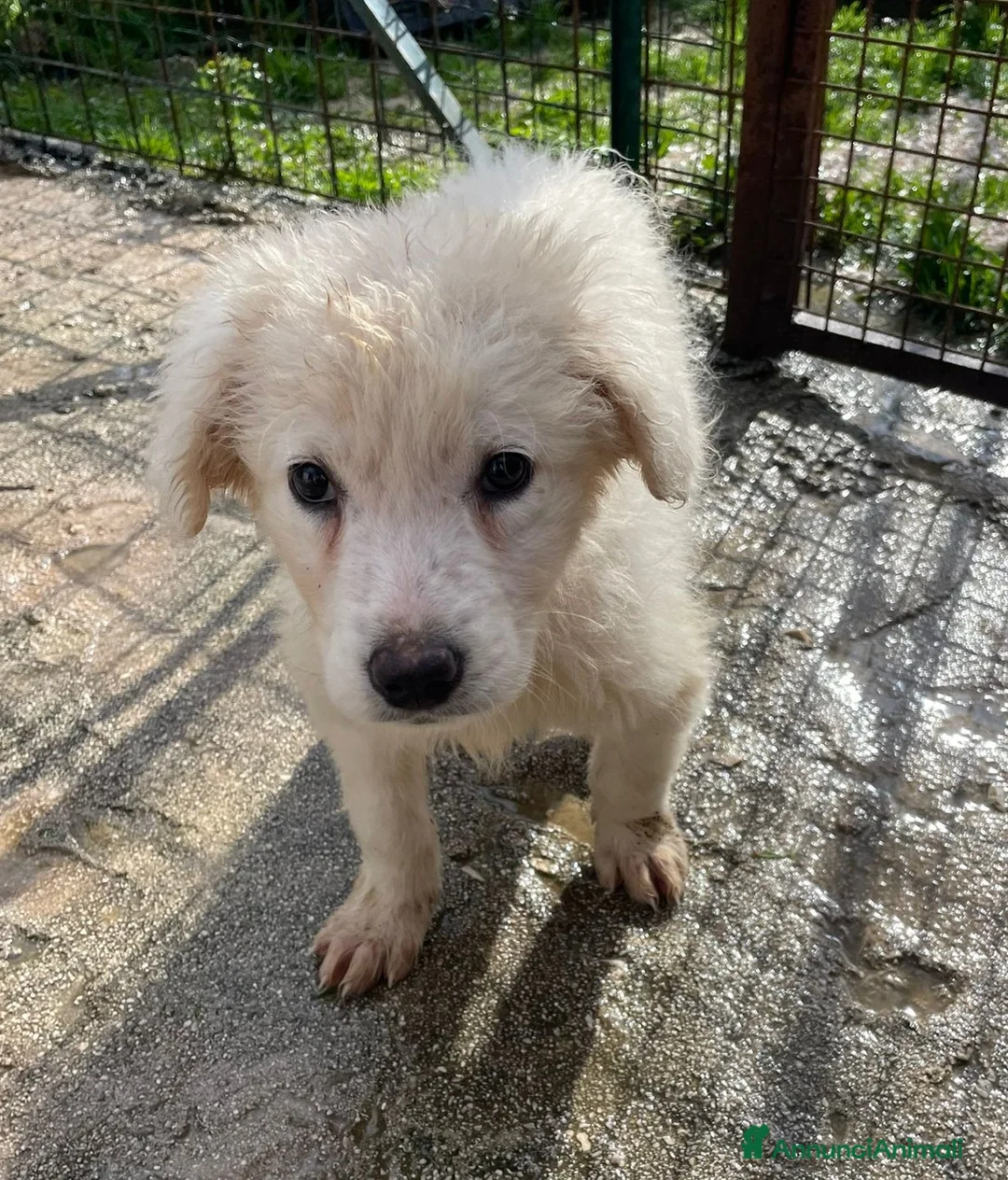 Meticcio cani in regalo: LA TENERISSIMA RUNETTA - Annuncio 2