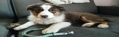 Australian Shepherd Cucciolo 1