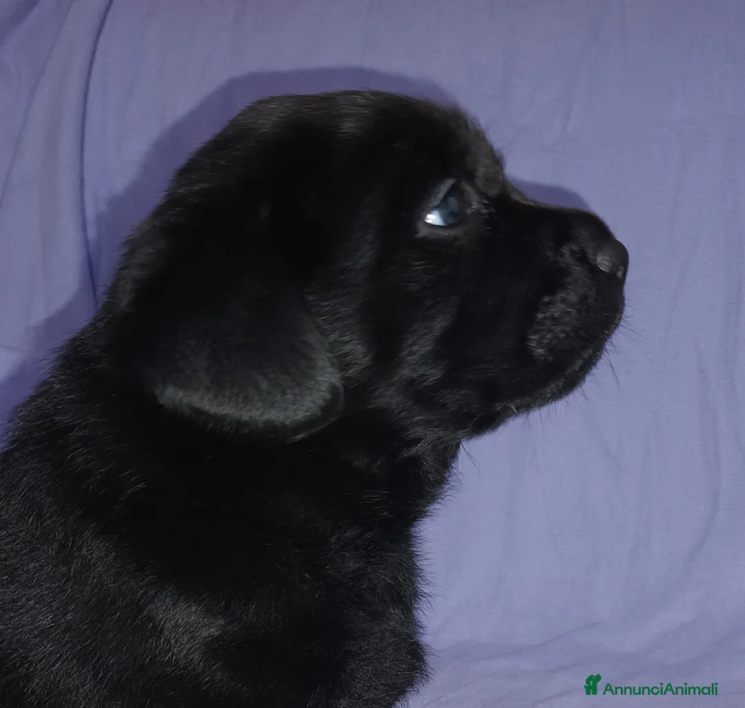 Labrador cani in vendita: Cuciola labrador a Provincia di Lucca - Annuncio 5