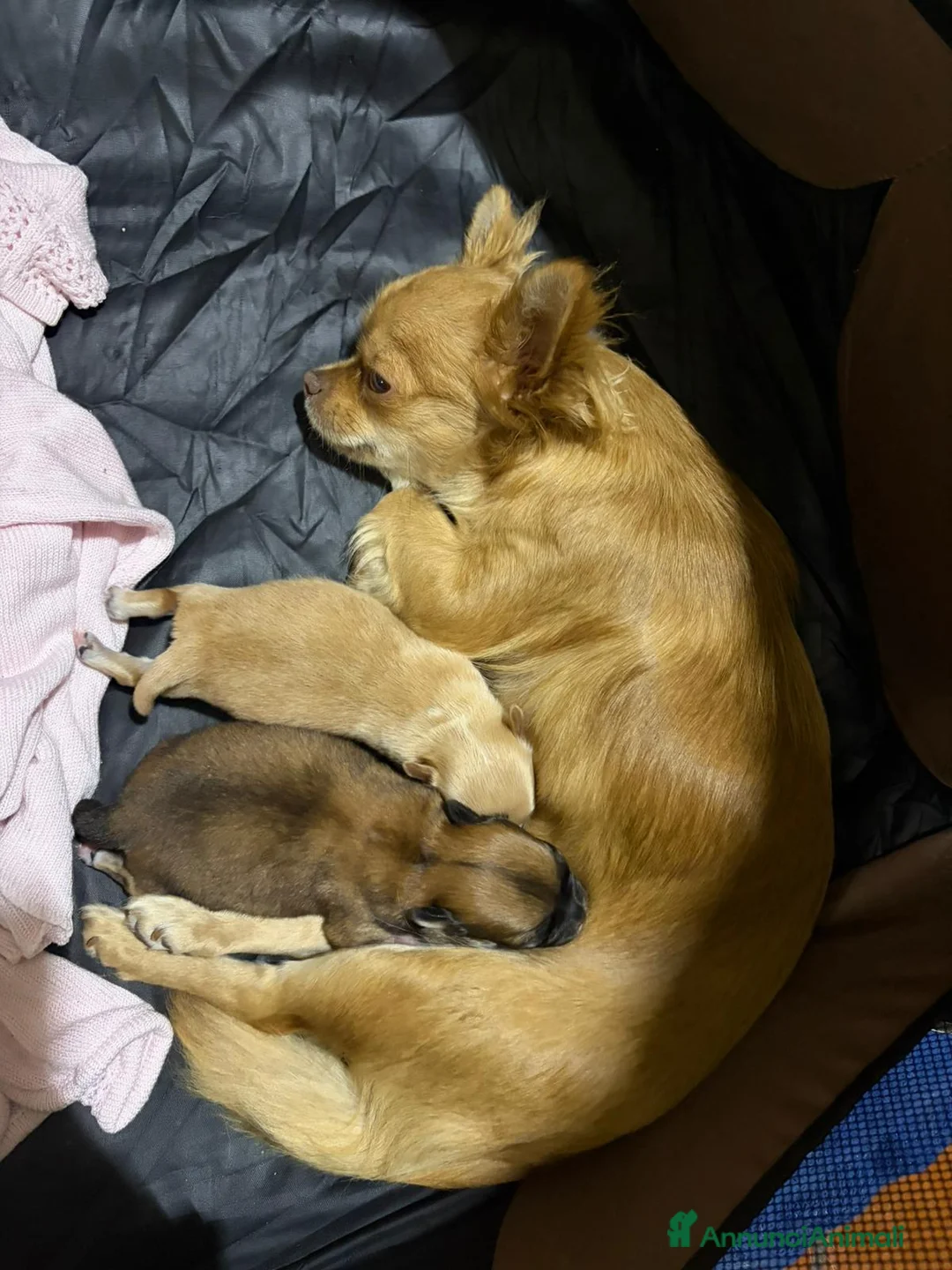 Chihuahua cani in vendita: Vendo cuccioli di chihuahua  a Provincia di Massa e Carrara - Annuncio 1