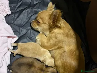 Chihuahua cani Vendo cuccioli di chihuahua - Annuncio 13