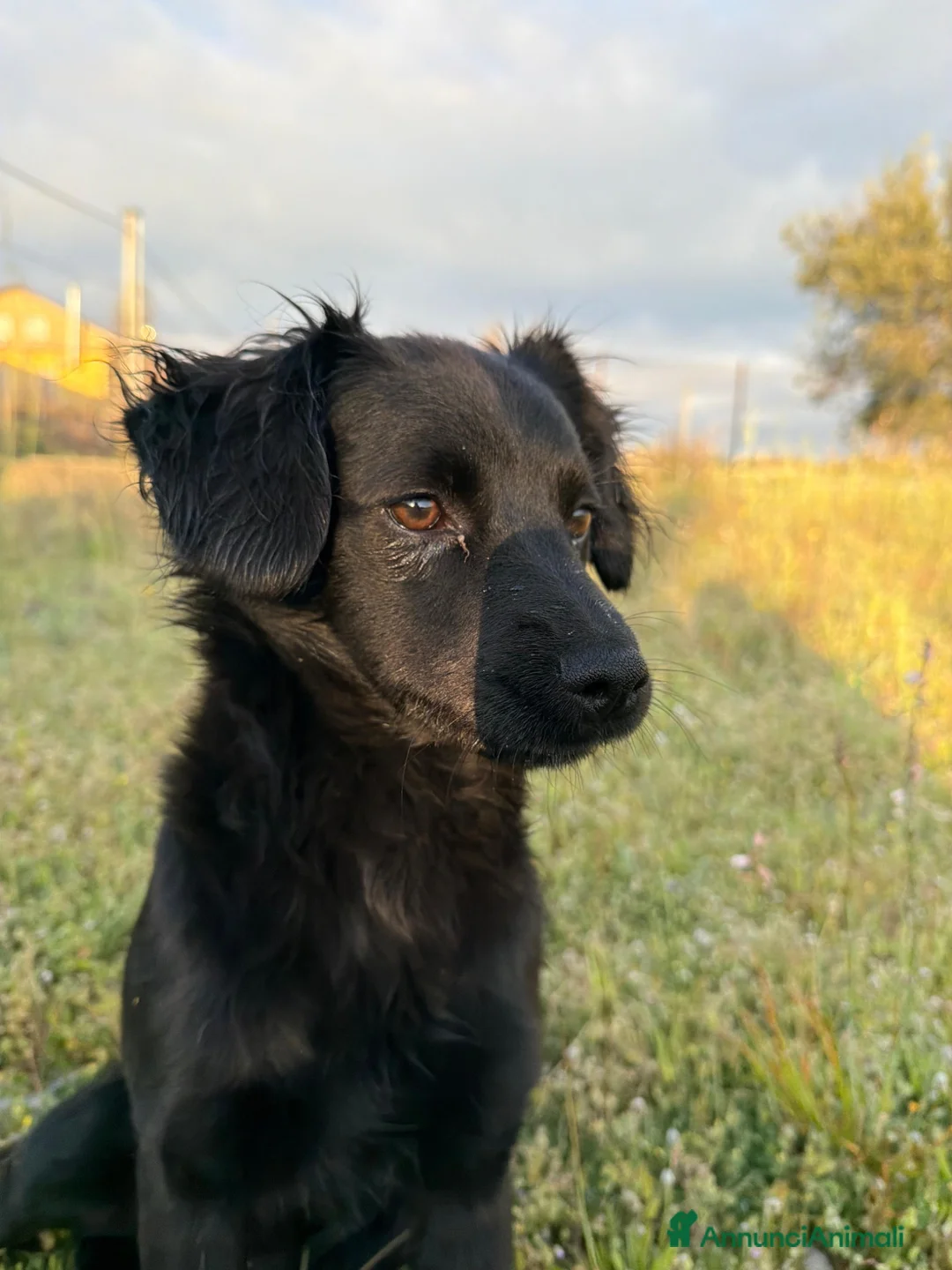 Meticcio cani in regalo: Lila 5 mesi a Provincia di Verona - Annuncio 4