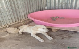 Meticcio cani in regalo:  AKI  - Immagine 1