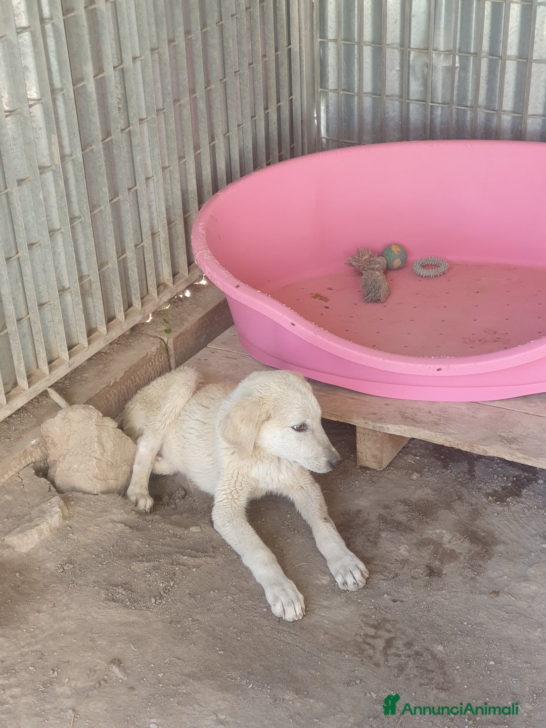 Meticcio cani in regalo:  AKI  - Annuncio 1