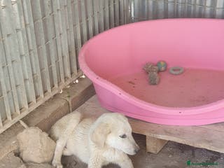 Meticcio cani AKI - Annuncio 14