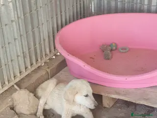 Meticcio cani AKI - Annuncio 24