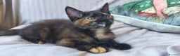 Maine Coon gatti in vendita: Cuccioli Maine Coon a Provincia di Macerata - Annuncio 30