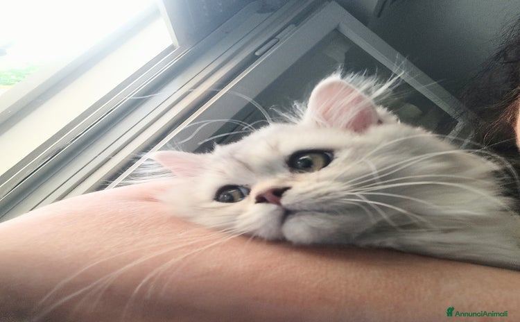 Persiano gatti a Provincia di Reggio Emilia - Annuncio 13